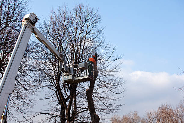 Best Tree Disease Treatment  in Amboy, IL